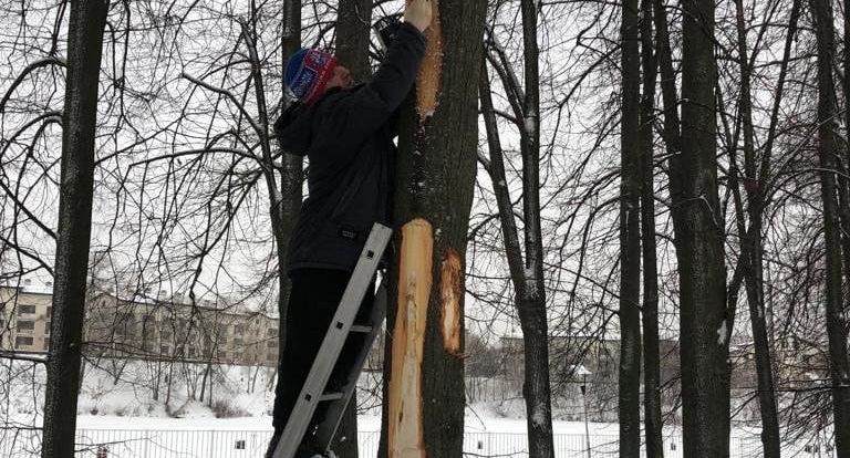 В Химках спасли деревья, которые загубил снегоуборщик
