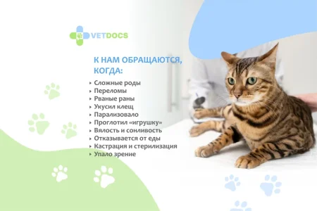 Ветеринарная клиника Vetdocs на улице Академика Грушина фото 1