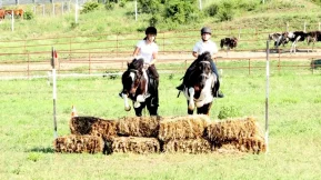 Спортивная школа по конному спорту Пони спорт Планерная фото 2