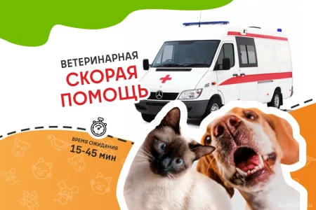 Ветеринарная служба ВетСкорая24 на улице Академика Грушина фото 7