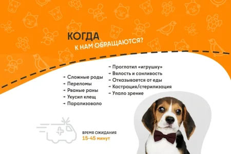 Ветеринарная служба ВетСкорая24 на улице Академика Грушина фото 6