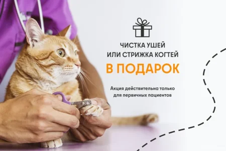 Ветеринарная служба ВетСкорая24 на улице Академика Грушина фото 4